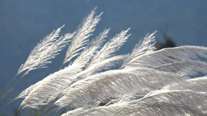 Wall Mural - Silver grass blowing in the wind with sky .