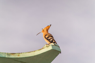 Wall Mural - Eurasian hoopoe or Common hoopoe (Upupa epops) bird close-up on cloudy sky background