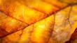 © Mikus - A detailed shot of a leaf's yellow-brown surface, with light reflexion on the upper side The underside holds further visual interest
