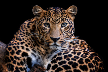 Sticker - Adult leopard portrait. Animal on dark background