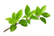 © Muhammad - Fresh green leaves branch PNG, botanical foliage sprig, natural plant stem for eco design, herbal growth concept isolated on Transparent Background