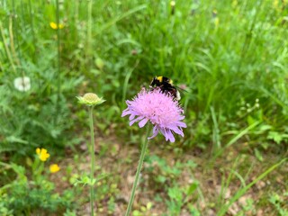 Sticker - bee on a flower