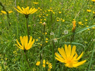 Poster - yellow flowers in the grass