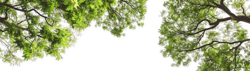 A tree with green leaves isolated on transparent background