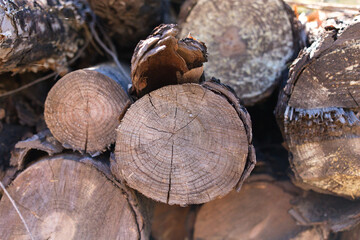 cut and stacked logs of different sizes. You can see the rings in the cut wood.