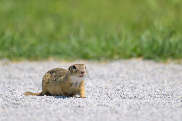 A European ground squirrel in a meadow in spring