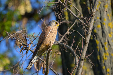 Poster - A Common Kestrel sitting on a small branch