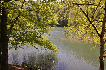 Wall Mural - Beautiful lake and spring landscape in Seven Lakes, Yedigoller National Park Bolu, Turkey