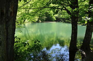 Wall Mural - Beautiful lake and spring landscape in Seven Lakes, Yedigoller National Park Bolu, Turkey