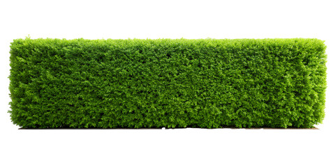 Long Flat green tree wall hedge isolated on white background for park or garden decorative, clipping path.