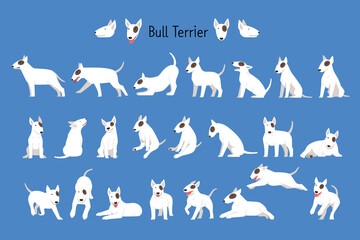 Wall Mural - bull terrier a set of various movements and views.