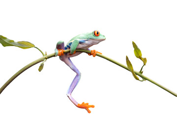 Wall Mural - red-eyed tree frog closeup on branch, red-eyed tree frog (agalychnis callidryas) closeup, exotic ani