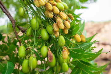 Poster - neem fruit on tree with leaf, Neem herb plant