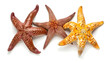 © Oleksiy - Beautiful sea stars (starfishes) isolated on white, top view