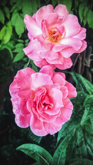 Two beautiful pink roses in full bloom in the garden