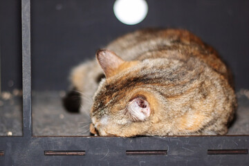 Wall Mural - A cat resting in a cage, looking curiously at the camera