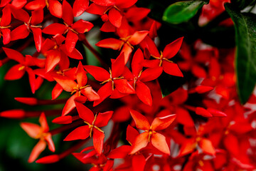 Poster - Vibrant red flowers with pointed petals, surrounded by lush green leaves.