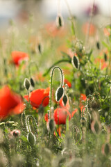 Wall Mural - Papaver rhoeas, with common names including common poppy, corn poppy, corn rose, field poppy, Flanders poppy, and red poppy