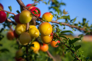 Wall Mural - Ripe cherry plum berries in the garden on a tree. Growing cherry plums in a orchard..