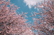 © EdNurg - A close-up photography of a bunch of bright pink flowers in full blossom, radiating the freshness of summer in a sunny park.