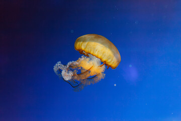 Wall Mural - underwater photos of jellyfish chrysaora fuscescens jellyfish pacific sea nettle