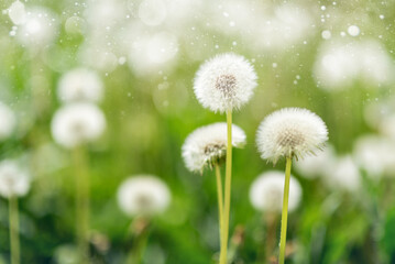 Wall Mural - Dandelion flowers - beautiful summer landscape