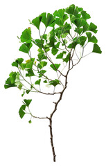 Sticker - PNG Plant leaf tree freshness.