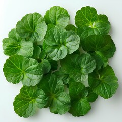 Wall Mural - Indian pennywort isolated on white background with shadow. Centella asiatica plant for skin hydration and reparation. Luscious pennywort plant