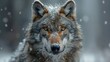 © familymedia - A captivating close-up portrait of a wolf with snowflakes highlighting its fur in a natural environment