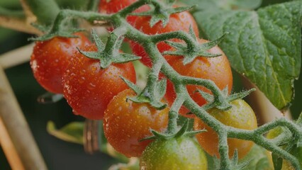 Wall Mural - Ripe cherry tomatoes on tomato plant close up. Horizontal video.