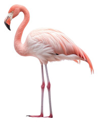 Poster - PNG  Flamingo animal bird spoonbill. 