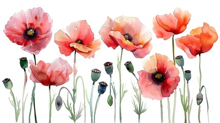 Wall Mural - Vibrant Watercolor Paintings of Red and Peach Poppies on a White Background