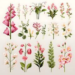 Naklejka na meble set of Snapdragon, plants, leaves and flowers. illustrations of beautiful realistic flowers for background, pattern or wedding invitations