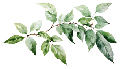 Wall Mural - PNG Plant leaf tree transparent background. AI generated Image by rawpixel.