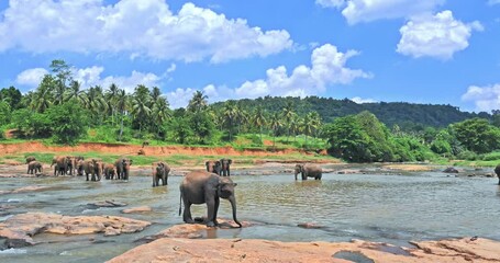 elephant camp and reserve in pinnawala sri lanka