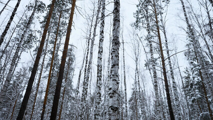 Wall Mural - Snowy winter slope and birch tree forest. Media. Beautiful winter landscape, calm quit day in woods.