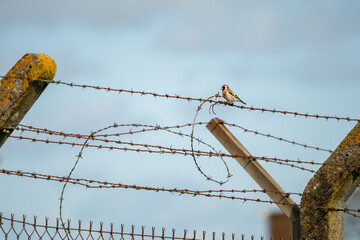 Wall Mural - Goldfinch (Carduelis carduelis) perched on a barbed-wire fence