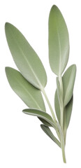 Wall Mural - PNG Herbs plant leaf white background