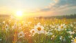 © nikola-master - A beautiful meadow flooded with spring and summer sun with lots of wild flowers of daisies.