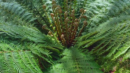 Green fern leaves of endemic plants in Tasmania forest