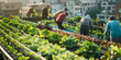 © AI_images_for_people - an urban farm with people tending to vegetables on a rooftop
