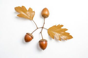 Wall Mural - Three acorns and two leaves on white background