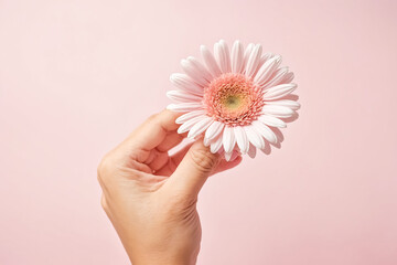 Wall Mural - Pink Flower Held in Hand on Pink Background