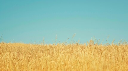 Wall Mural - Golden oat field beneath a clear blue sky