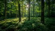 © Yelena - lush green forest sunlight image