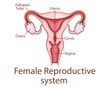 © CaraulanDesign - Female reproductive System illustration.  Human internal organ. Anatomical Illustration.  Science, medicine, biology education. Anatomical structure for medical info learning