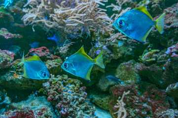 Wall Mural - Colorful angelfish swimming gracefully in a vibrant coral reef