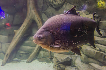 Wall Mural - A Tambaqui Colossoma macropomum large species of freshwater fish in the family Serrasalmidae swimming in his freshwater tank in aquarium.