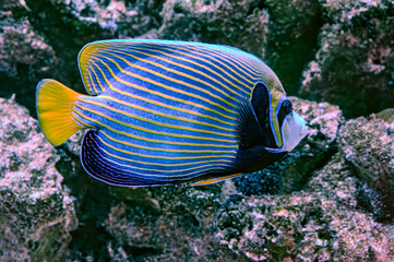 Wall Mural - The emperor angelfish omacanthus imperator is a species of marine angelfish. It is a reef-associated fish