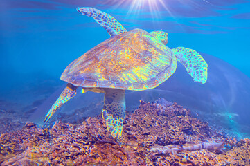 Wall Mural - photo of Sea turtle in the Galapagos island. Green sea turtle swimming peacefully along the seafloor in the shallow waters just off the beach